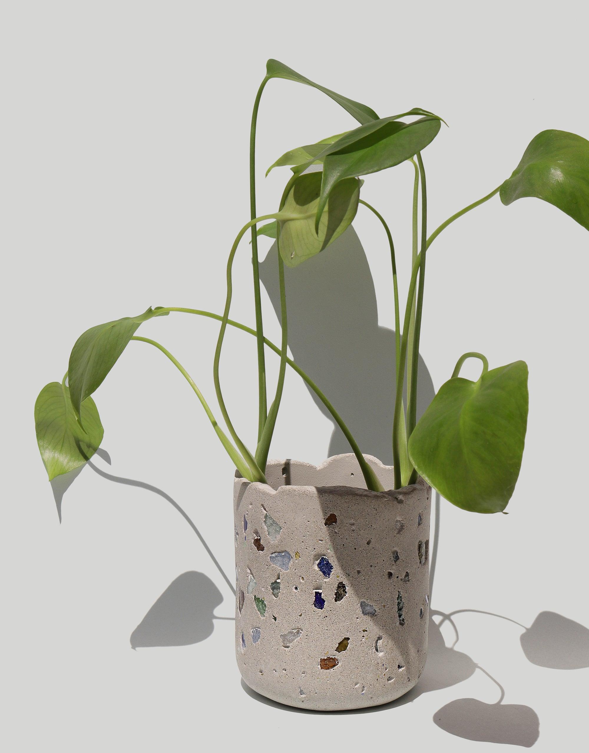 Handcrafted concrete vessel with colorful recycled glass pieces holding a lush green plant, showcasing sustainable design and natural beauty. LAIT X SHIPPE X CLED Vessel & Candle product by CLED